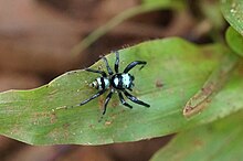 Phintella vittata - мъжки 08078.jpg