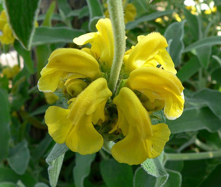 File:Phlomis fruticosa flowers.jpg