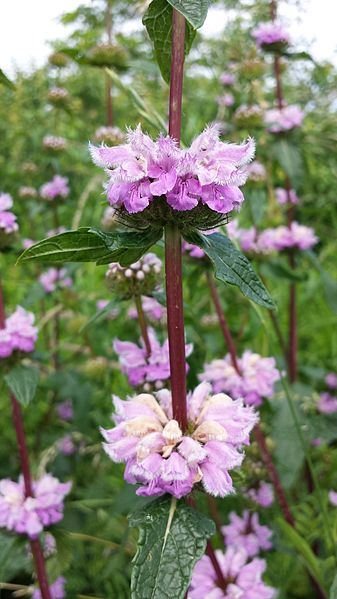 File:Phlomis tuberosa sl6.jpg