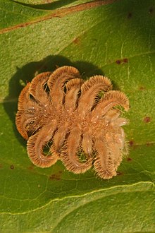 Larva, Michigan, mid-August Phob pith.JPG