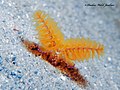 Thumbnail for Phoronopsis californica