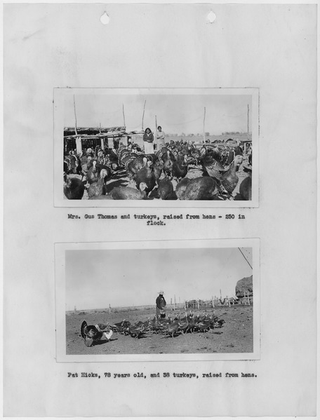 File:Photographs, with captions, of turkey flocks, Nevada, from 1937 Carson Agency Annual Extension Report, which... - NARA - 296145.tif