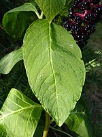 Phytolacca acinosa 2 (leaf).jpg
