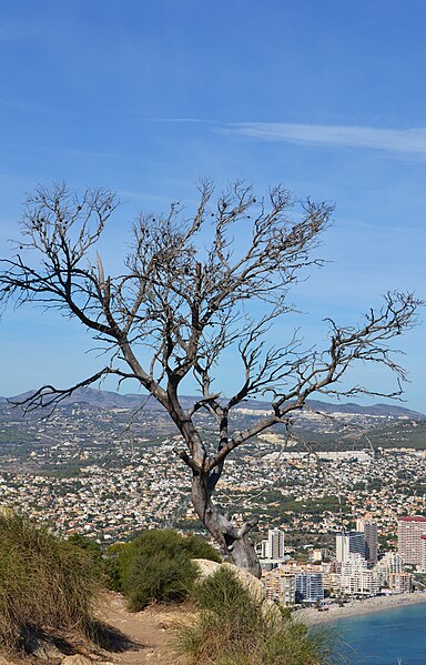 File:Pi mort al penyal d'Ifac.JPG