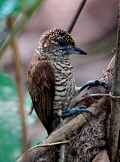 ♂ Picumnus pumilus