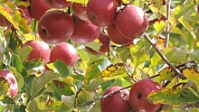 Pink lady apples, Thulimba, 2015 Pink lady apples, Thulimbah, Granite Belt, Queensland, 2015 02.jpg