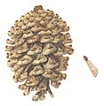 Pinus nigra cone