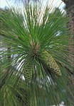 Pinus palustris USDA1.jpg