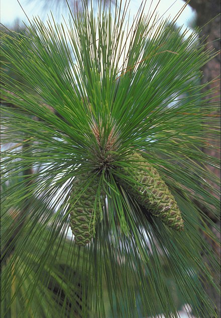 Сосна болотная. Сосна Болотная длиннохвойная. Pinus palustris. Сосна Pinus palustris. Сосна Болотная, длиннохвойная Pinus palustris.