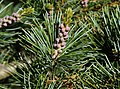 Pinus parviflora PAN male cones.jpg