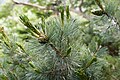 Pinus pumila 01.jpg