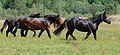 Pinzgauer Noriker Noriker horses, Pinzgau breed