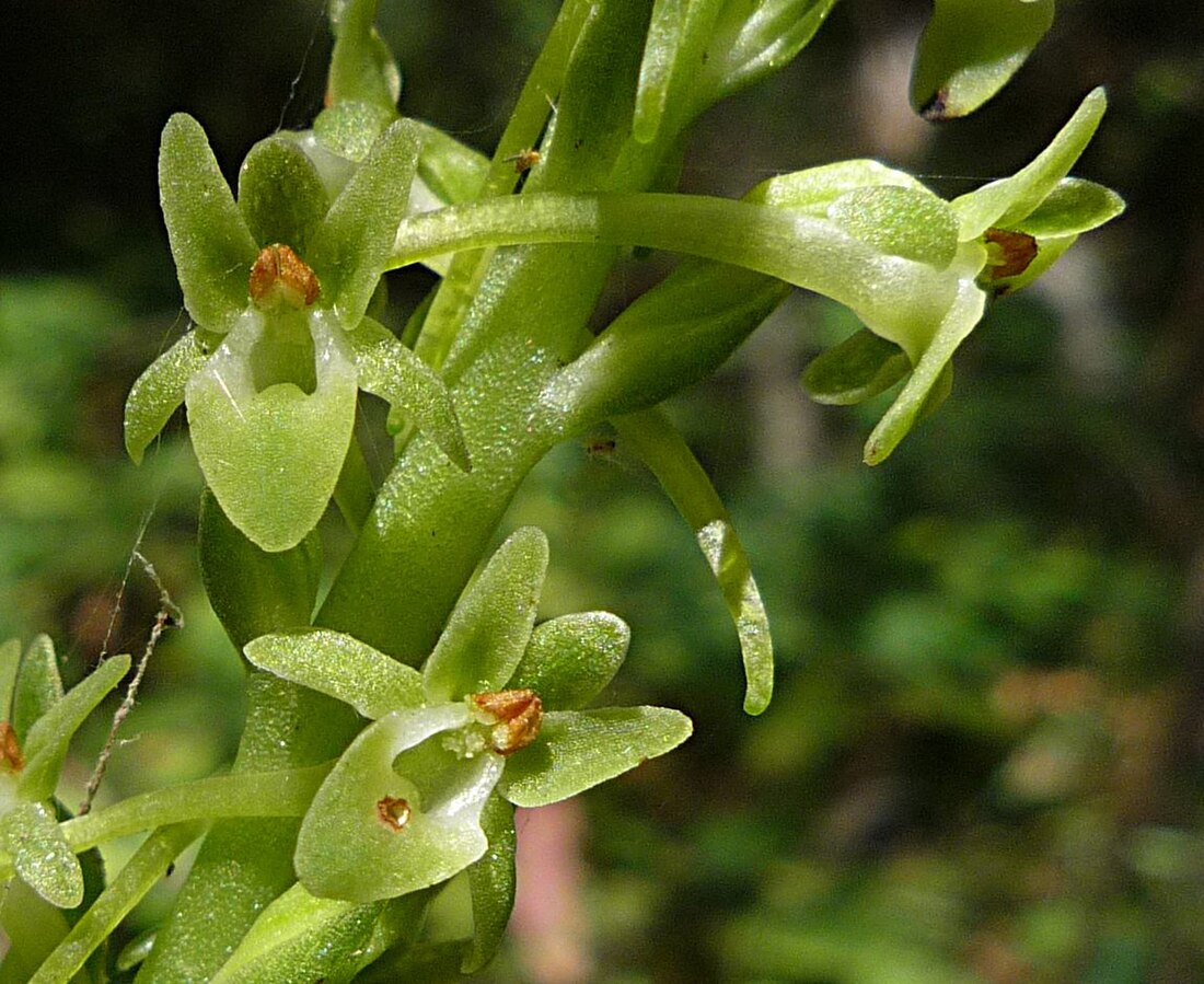 Platanthera michaelii