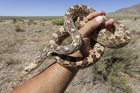 Pituophis - Wikipedia