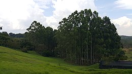A c. 13-year-old plantation, in Taubate, Sao Paulo Plantacao de Eucalipto, Parque do Itaim - Taubate.jpg