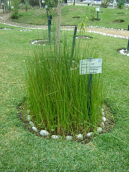 File:Planta de Piri Piri en el Jardín Botánico de Lima.jpg