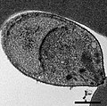 Vorschaubild für Plasmodium knowlesi