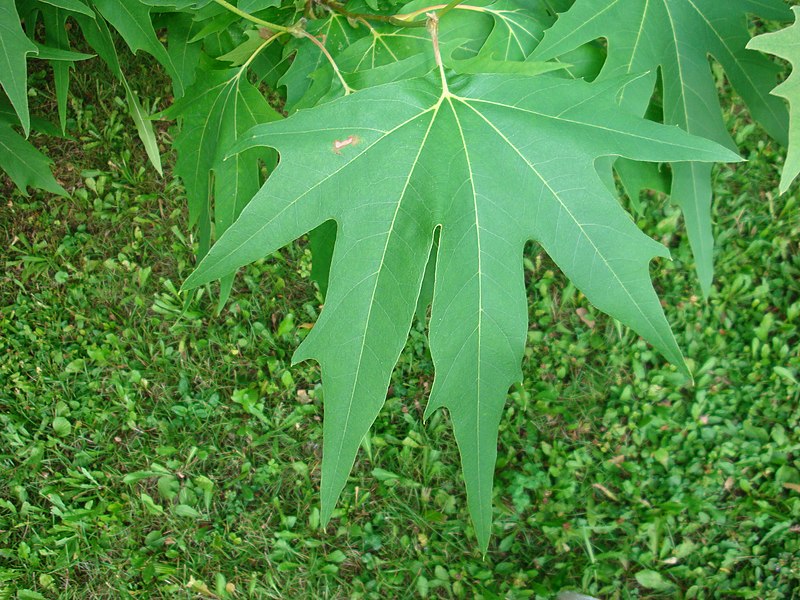 File:Platanus orientalis foliage Partenit.jpg