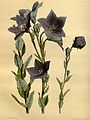 Platycodon grandiflorus plate 61 in first Edition: J. Lindley & J. Paxton: Paxton's Flower Garden (1850-1853)