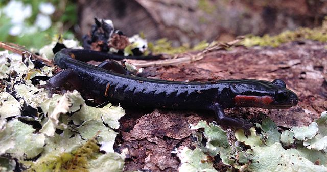 A red-cheeked salamander