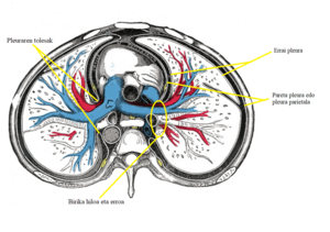 Birika: Giza biriken egitura, Biriken barne-anatomia, Biriken kanpo morfologia