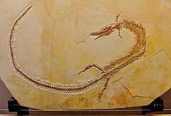 Pleurosaurus,, an aquatic rhynchocephalian from the Late Jurassic of Europe
