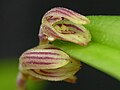 Acianthera pubescens