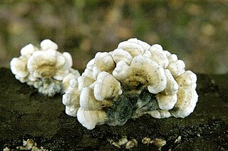 <i>Plicaturopsis</i> Genus of fungi