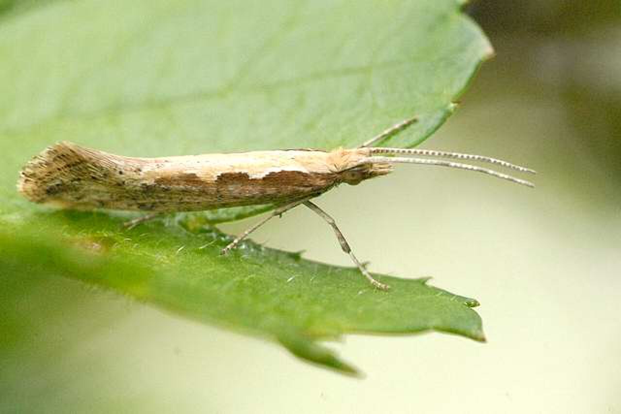 Plutella xylostella