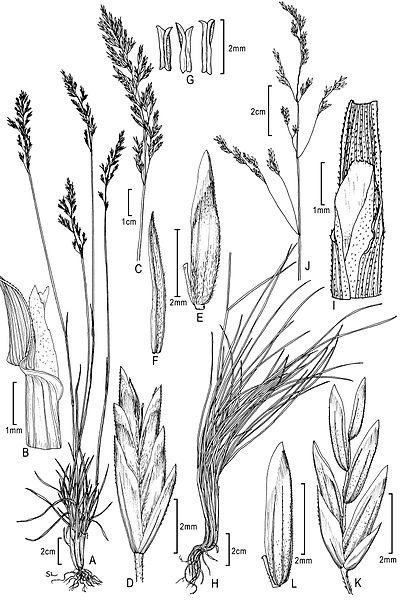 File:Poa secunda and Poa strictiramea - PhytoKeys-015-001-g020.jpeg