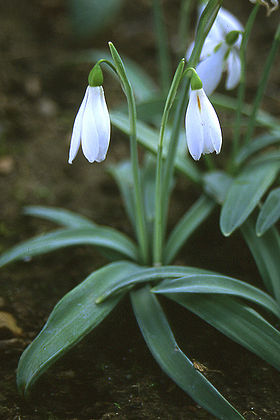 Poculiform snowdrop (Galanthus plicatus).jpg