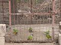 Mohrenkopfpapagei Senegal Parrot