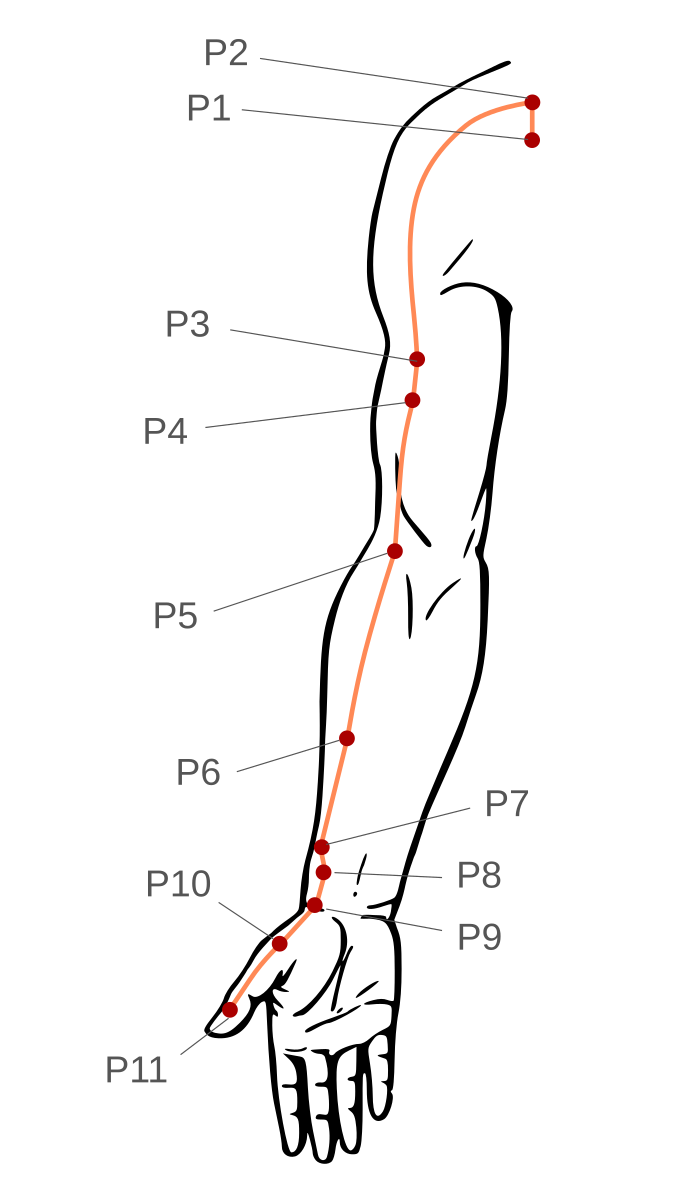 Точка p внутри. Акупунктурные точки Меридиан легкого. Акупунктурные точки на предплечье человека. Акупунктура Меридиан легких. Меридиан легких точки акупунктуры.