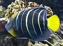 Pomacanthus chrysurus - poisson ange a oreille taché - Aqua Porte Dorée 10.JPG 