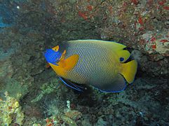 Blueface angelfish (Pomacanthus xanthometopon)