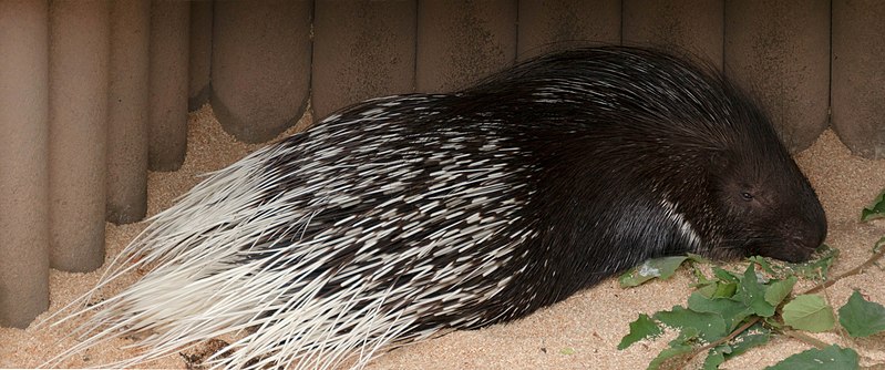 File:Porc- épic Hystrix cristata JdP Paris 22septembre2013.jpg