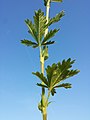 Stem with leaves