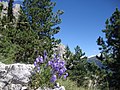 Pozza di Fassa, Province of Trento, Italy - panoramio.jpg4 000 × 3 000; 4,11 MB