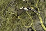 Prairie Falcon in flight.jpg