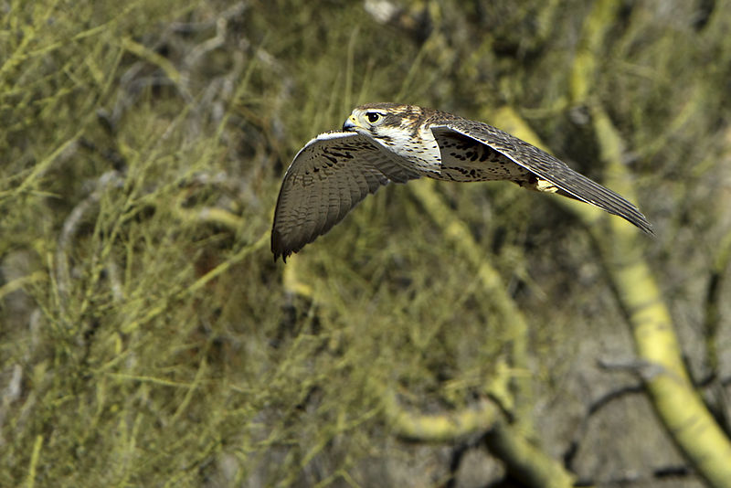 File:Prairie Falcon in flight.jpg