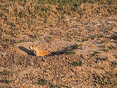 A prairie dog; part of an extensive colony in the park