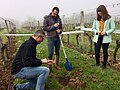 Premier enfouissement dans une parcelle de Sémillon.jpg