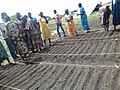 Preparing the seedlings garden