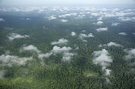 Prey Lang Forest Aerial.jpg