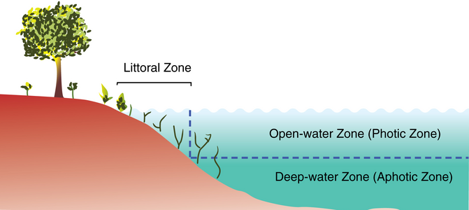 Primære zoner for søer. Littoral eller kystnær zone − fotisk zone − afotisk zone
