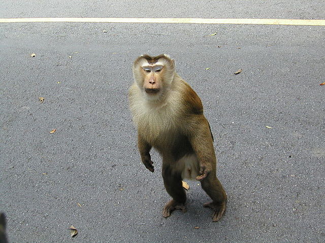 macaco - Wikcionário