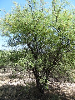 <i>Prosopis flexuosa</i> species of plant