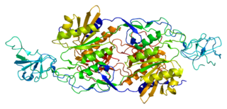 GLRB Protein-coding gene in the species Homo sapiens