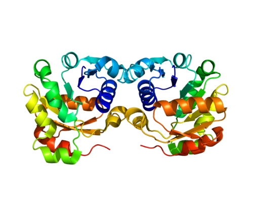 Белок гена. PDB белки. Ген белок. Гены и белки. Белок Human.