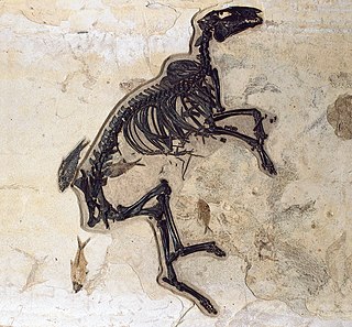 <i>Protorohippus</i> Extinct genus of mammals